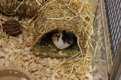 Product image of:HAPPY PET GRASSY TUNNEL