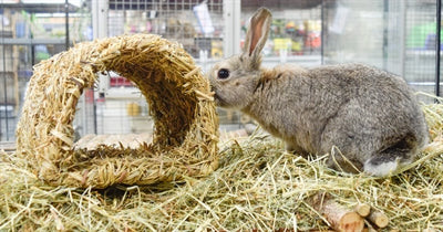 Product image of:HAPPY PET GRASSY TUNNEL