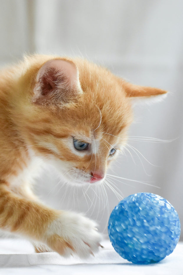<h2>Katten</h2>